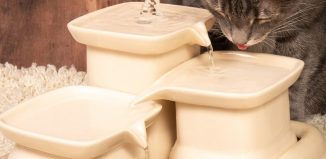 Pourquoi mon chat boit peu? Comment bien choisir sa fontaine à eau pour chat ?