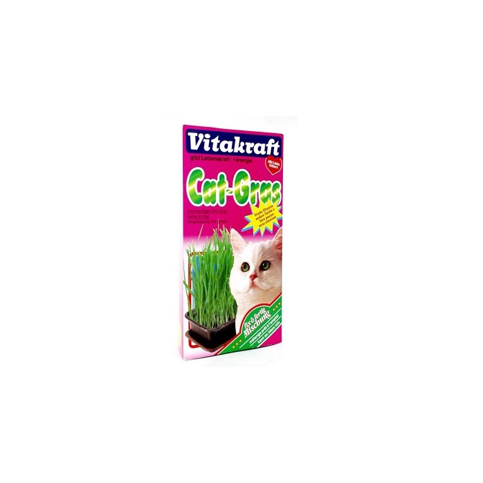 Herbe à chat Cat-Gras