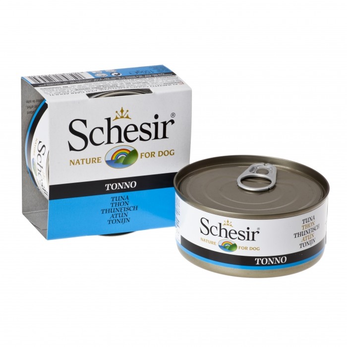 Schesir