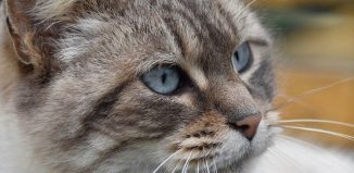 Les maladies infectieuses chez le chat