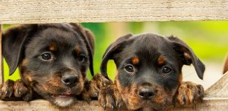 Quel type d’alimentation adaptée pour son chien ?