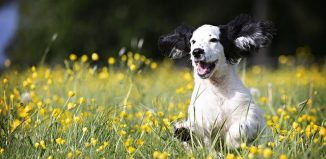 Quels cadeaux offrir à un chien pour favoriser son bien-être ?