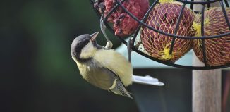 Bien choisir votre mangeoire pour oiseaux