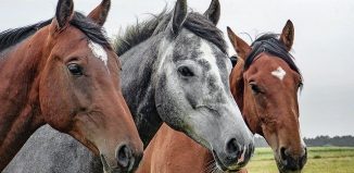 Des produits adaptés pour prendre soin des chevaux