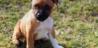 Le Staffordshire Bull Terrier