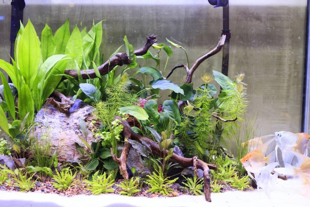 plantes aquarium eau douce