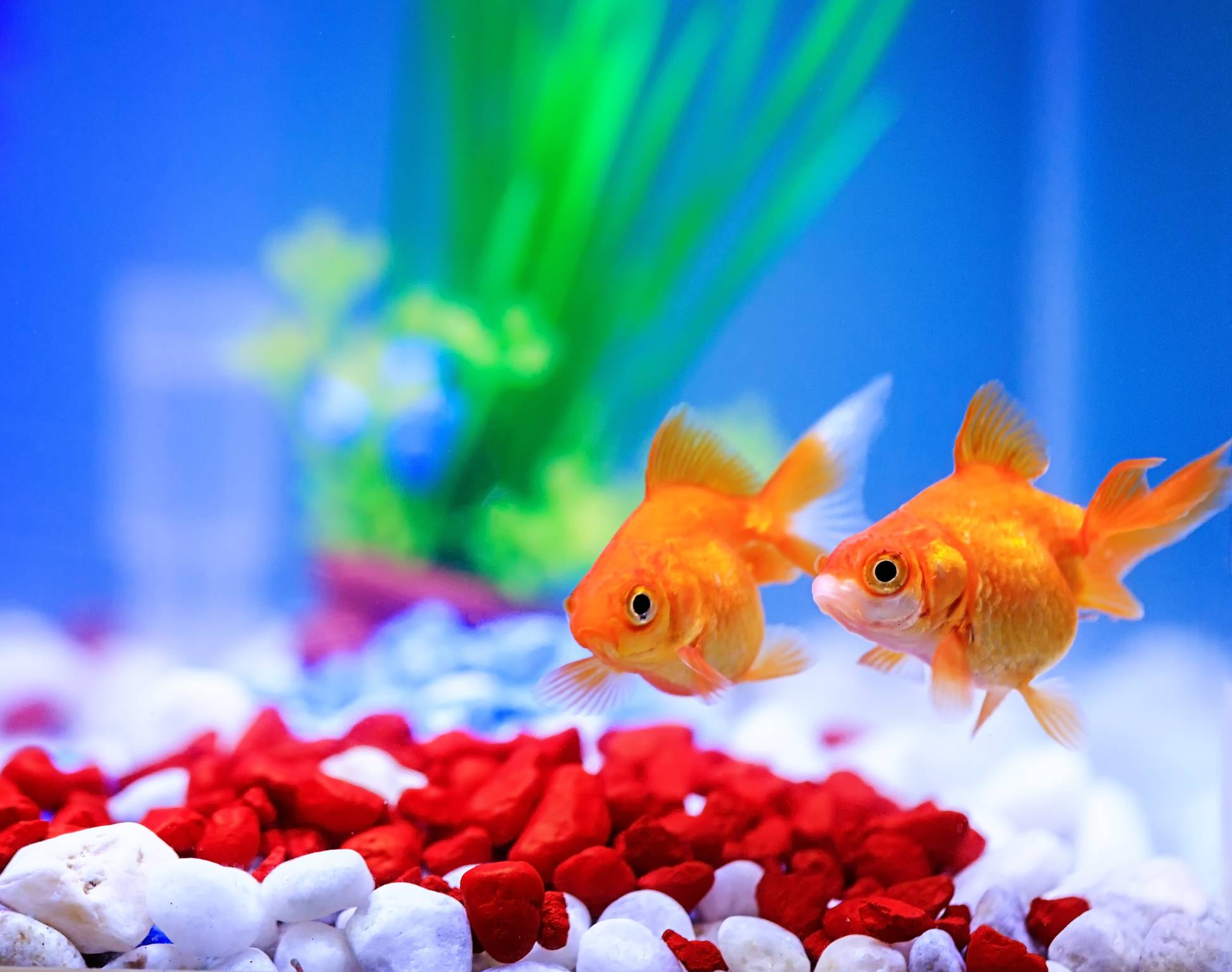 choix aquarium poissons