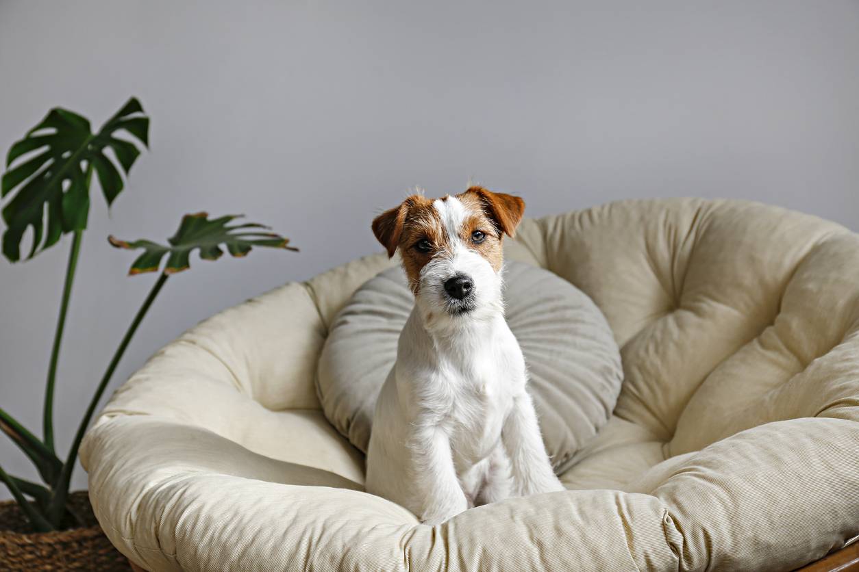 lit et coussin adaptés à votre chien