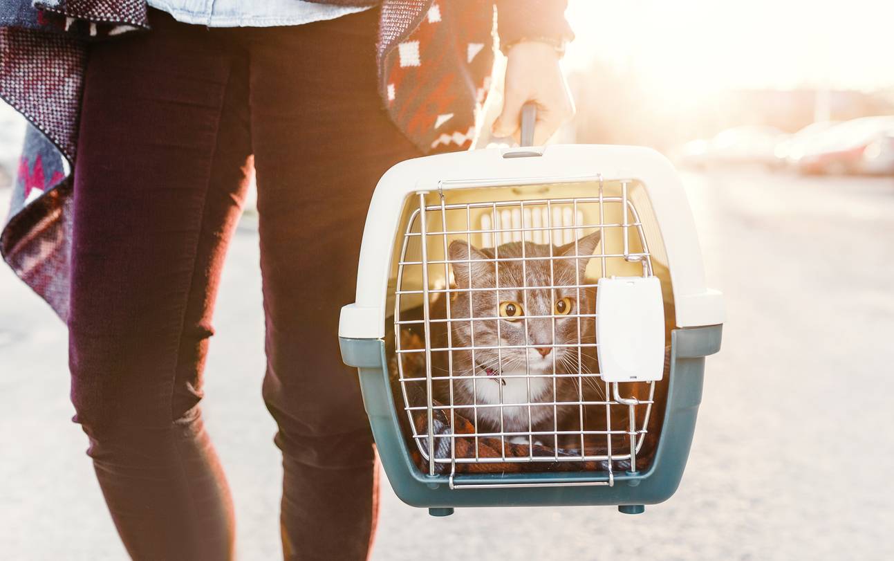 transporter facilement chat sécurité sac voyage animal compagnie