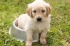 Quelles croquettes pour un chiot de 6 mois ?