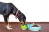 Alimentation pour chats et chiens : une clé essentielle pour leur santé