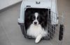 Chat léthargique ou chien qui boite : quand consulter sans attendre ?