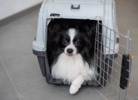 Chat léthargique ou chien qui boite : quand consulter sans attendre ?