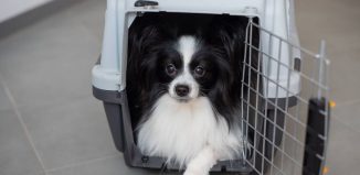 Chat léthargique ou chien qui boite : quand consulter sans attendre ?