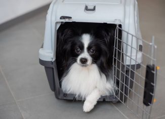 Chat léthargique ou chien qui boite : quand consulter sans attendre ?