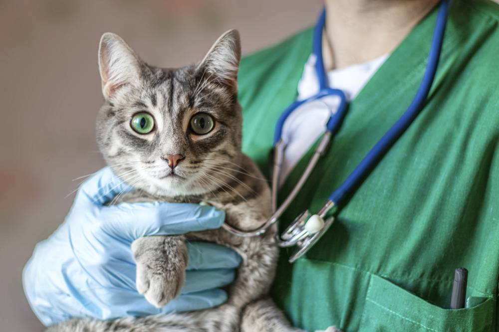 signes qui doivent alerter chez animal de compagnie vétérinaire
