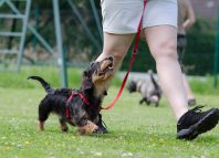Éducateur canin : quand consulter et comment bien le choisir ?