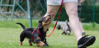 Éducateur canin : quand consulter et comment bien le choisir ?
