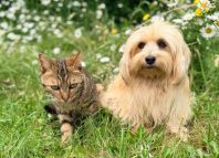 Le top des sites pour les passionnés de chats et chiens