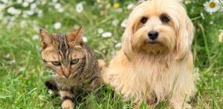 Le top des sites pour les passionnés de chats et chiens